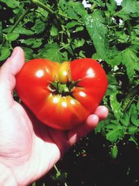 Close-up of hand holding red tomato