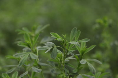 Close-up of plant leaves