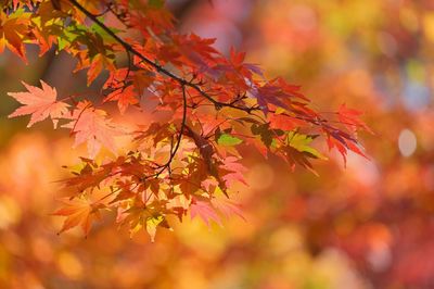 Close-up of maple leaves on tree