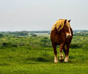 Horse trotting in field