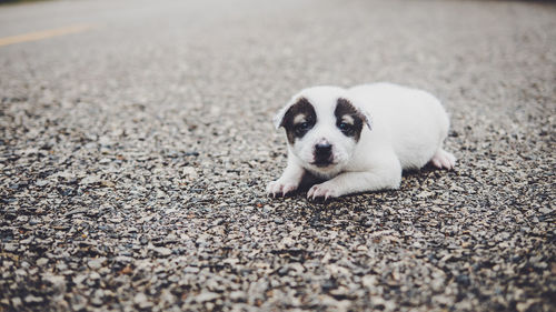 Portrait of puppy on road