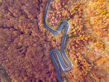 Aerial view of road in forest during autumn