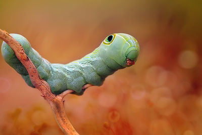 Close-up of caterpillar