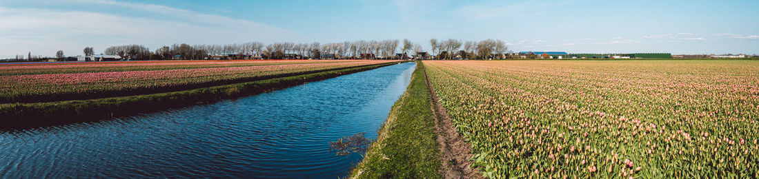 Scenic view of agricultural field against sky