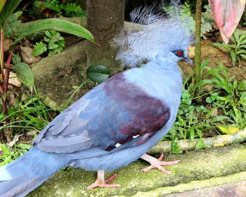 High angle view of pigeon perching