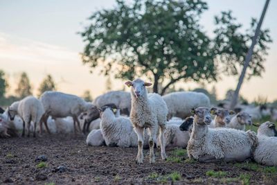 Sheep in a field