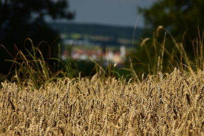 Close-up of crops in field
