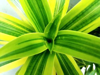 Close-up of palm leaves