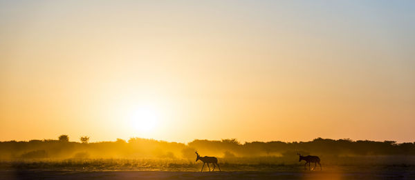 Africa sunset landscape with silhouetted impala walking on the dusty ground in botswana, africa