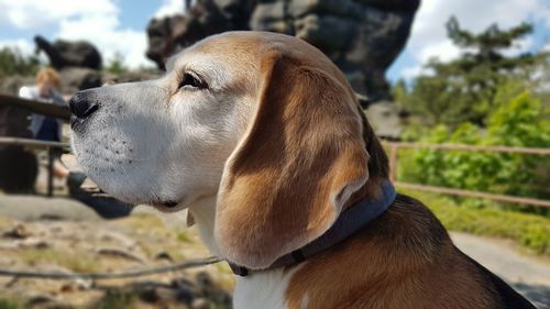 Close-up of a dog looking away