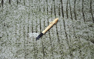 High angle view of tree trunk on field