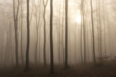 Trees in forest