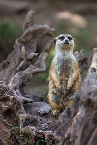 Portrait of single meerkat or suricate standing with blurred background