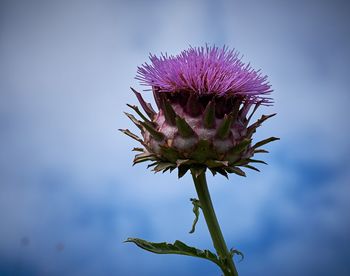 Close-up of thistle growing on plant against sky