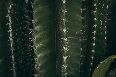 Close-up of plant