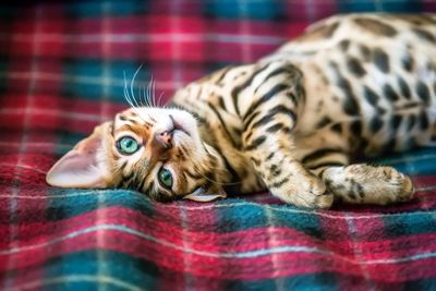 Close-up of cat lying on blanket