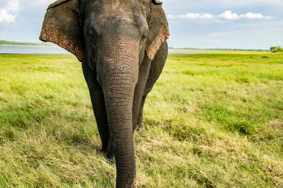 Elephant on field against sky