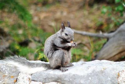 Squirrel on rock