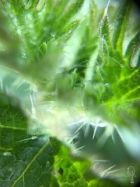 Full frame shot of leaves in water