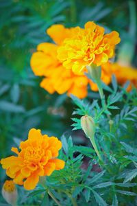 Close-up of yellow flower