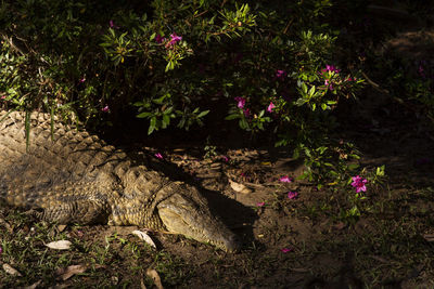 High angle view of an animal on plants