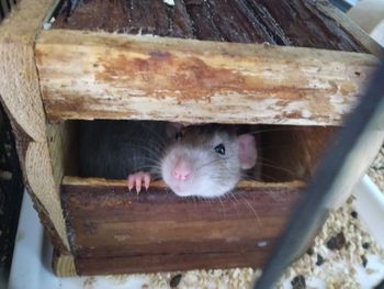 Close-up of cat in cage