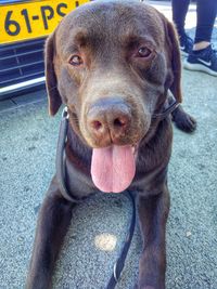 Close-up portrait of dog