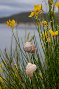 Close-up of snail on plant