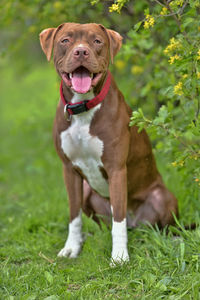 Portrait of dog sticking out tongue on field