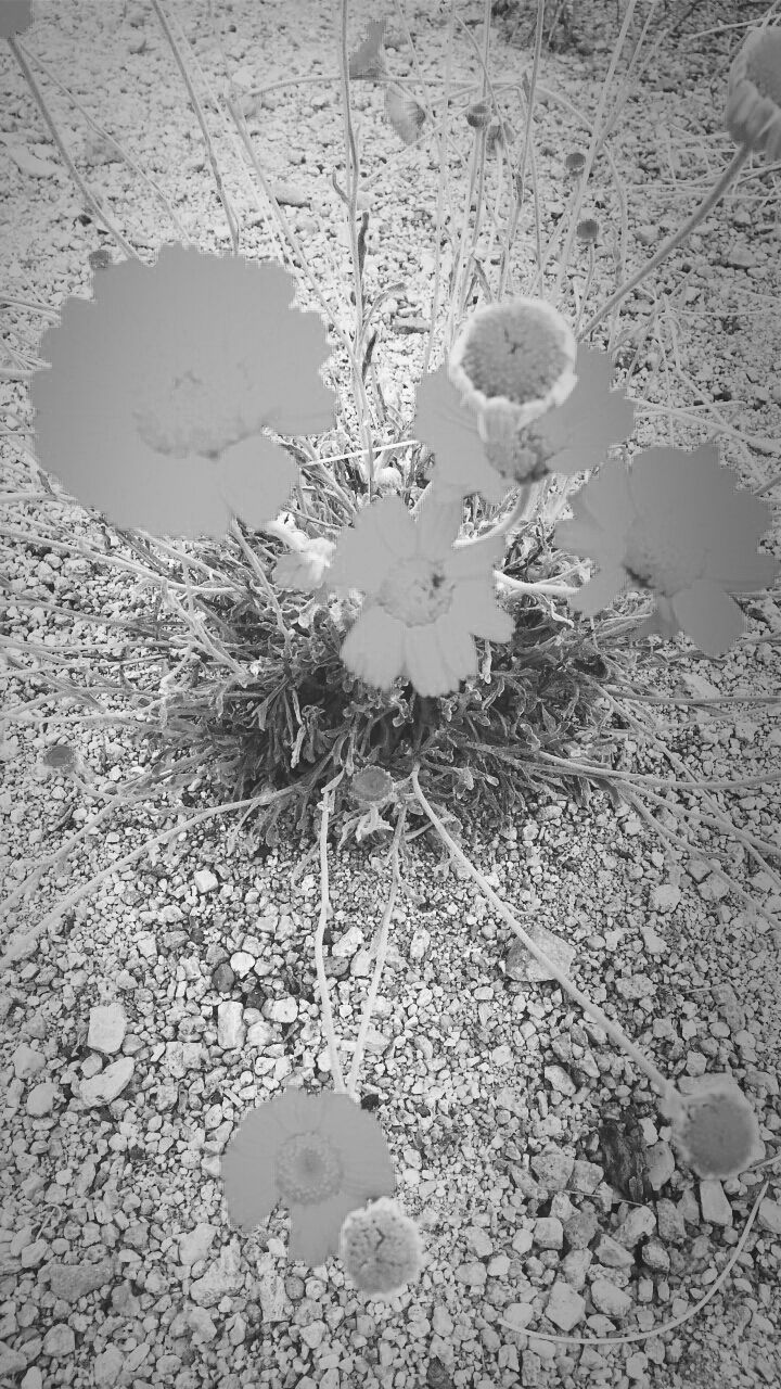 fragility, flower, nature, growth, high angle view, beauty in nature, day, petal, no people, freshness, plant, flower head, outdoors, close-up, blooming