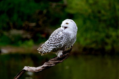 Close-up of a snowy owl perching on branch