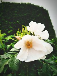 Close-up of white flowering plant