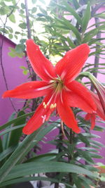 Close-up of red flowering plant