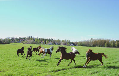 Horses in a field