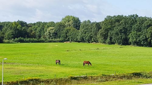 Cows grazing on field against sky