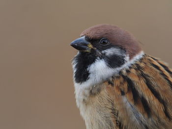 Close-up of a bird