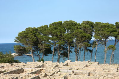 Trees by sea against clear blue sky