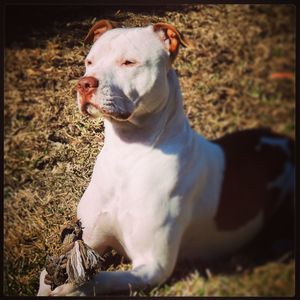 Dog sitting on grass