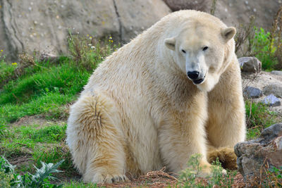 Polar bear sitting on field