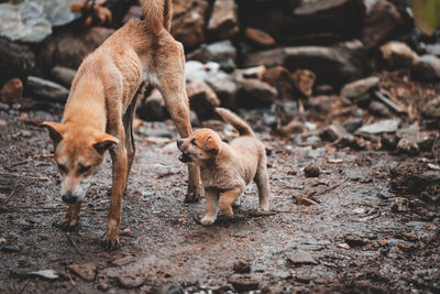 High angle view of mother dog with puppy