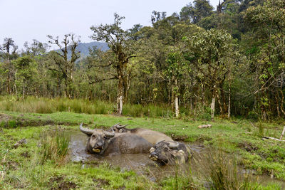 View of sheep on field