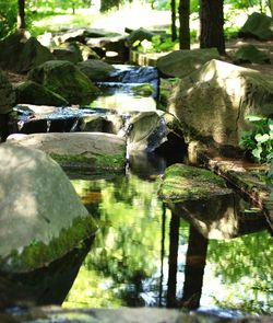 Scenic view of lake in forest