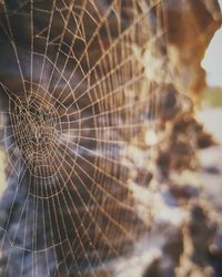 Close-up of spider web