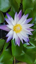 Close-up of purple water lily