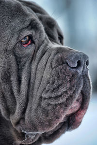 Close-up of a dog looking away