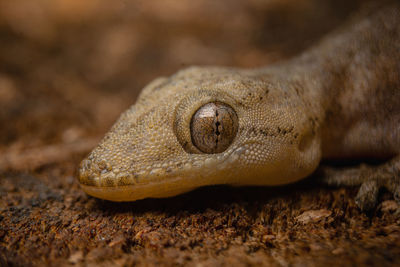 Close-up of lizard on land