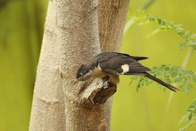 Close-up of bird perching on tree