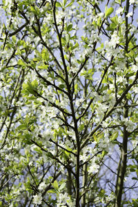 Low angle view of tree against sky