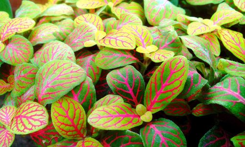 Full frame shot of green leaves