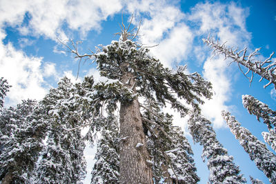 Low angle view of frozen tree against sky